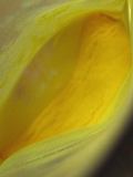 050608cyellow1.jpg