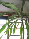 050228plant.jpg