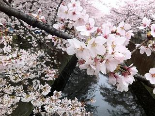 110410sakura.jpg