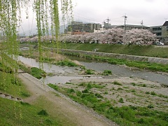 2001.04, Kyoto Cherrys!