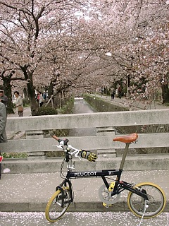 2001.04, Kyoto Cherrys!