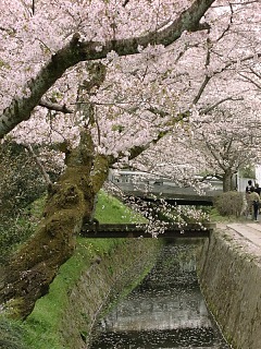 2001.04, Kyoto Cherrys!