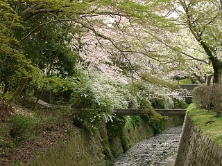 2001.04, Kyoto Cherrys!