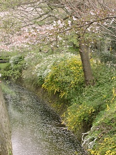 2001.04, Kyoto Cherrys!