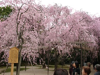 2001.04, Kyoto Cherrys!