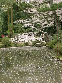 2001.04, Kyoto Cherrys!