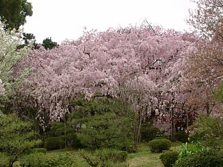 2001.04, Kyoto Cherrys!