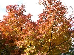 2001.11.17, 샍OCh - gt