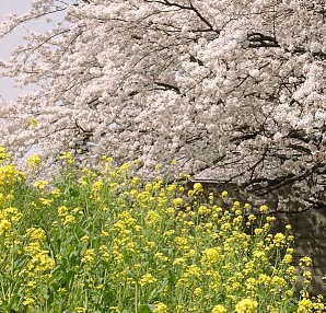 2000.04, Tamagawa