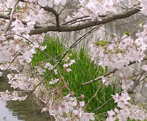 2000.04, Tamagawa