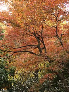 2000.12 Kitonomaru-Park,Tokyo