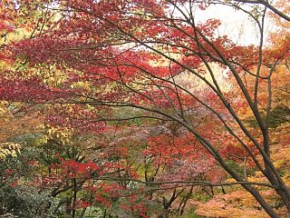 2000.12 Kitonomaru-Park,Tokyo