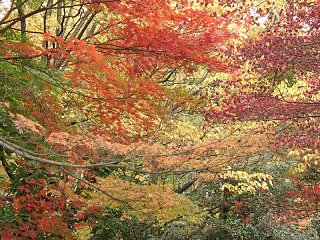 2000.12 Kitonomaru-Park,Tokyo