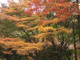 2000.12 Kitonomaru-Park,Tokyo