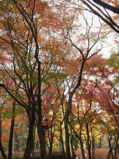 2000.12 Kitonomaru-Park,Tokyo