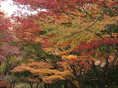 2000.12 Kitonomaru-Park,Tokyo