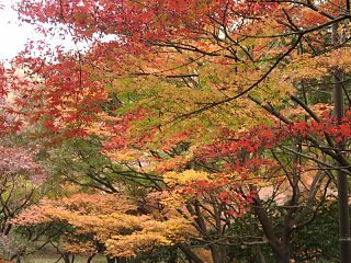 2000.12 Kitonomaru-Park,Tokyo