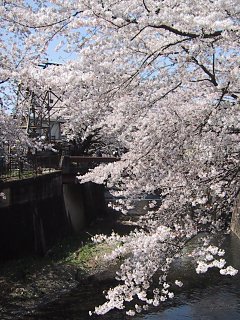 2003.04.06, Senkawa, Tokyo