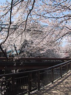 2003.04.06, Senkawa, Tokyo