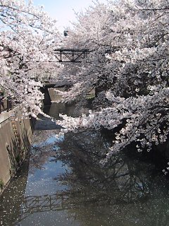 2003.04.06, Senkawa, Tokyo