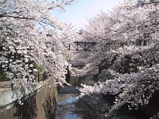 2003.04.06, Senkawa, Tokyo