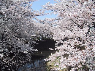 2003.04.06, Senkawa, Tokyo