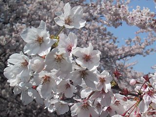 2003.04.06, Senkawa, Tokyo