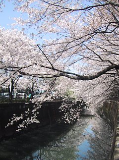 2003.04.06, Senkawa, Tokyo