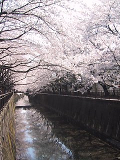 2003.04.06, Senkawa, Tokyo