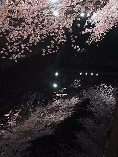 2003.04.06, Senkawa, Tokyo