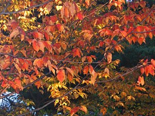 2003.10 Tateshina Autumn,Japan