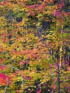 2003.10 Tateshina Autumn,Japan