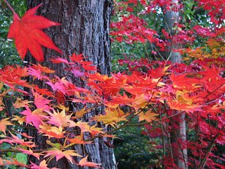 2003.10 Tateshina Autumn,Japan
