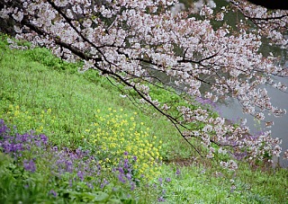 9904, Chidorigafuchi