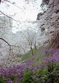 9904, Chidorigafuchi